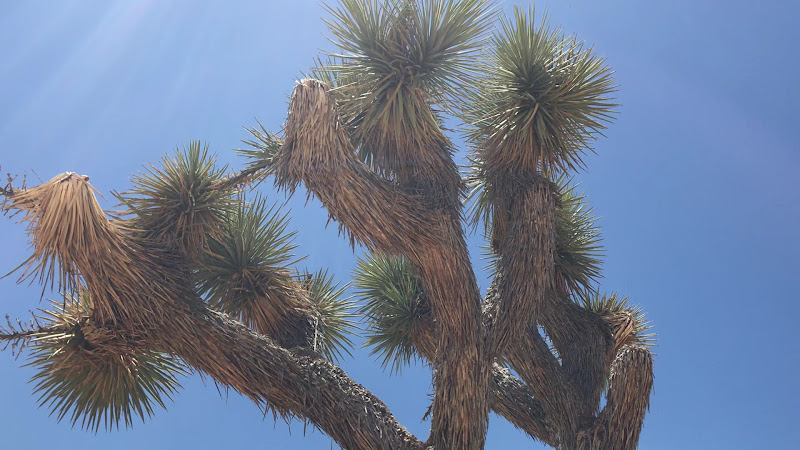 Joshua Tree National Park