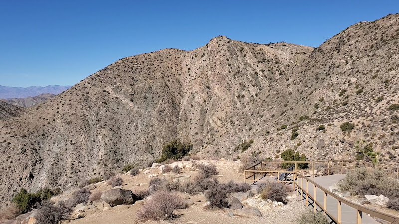 Cholla Cactus Garden