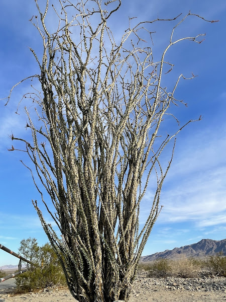 Ocotillo Patch